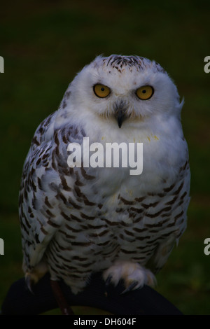 Schneeeule, leptogrammica, Bubo scandiacus Stockfoto