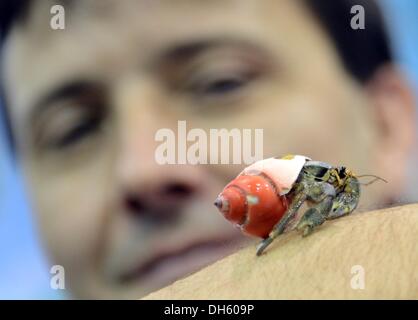 Berlin, Deutschland. 1. November 2013. Ein Land Einsiedlerkrebs mit einem gemalten Chell sitzt auf eine Hand auf das Haustier Messe in Berlin, Deutschland, 1. November 2013. Die Messe findet statt vom 01 bis 03 November. Foto: BRITTA PEDERSEN/Dpa/Alamy Live News Stockfoto