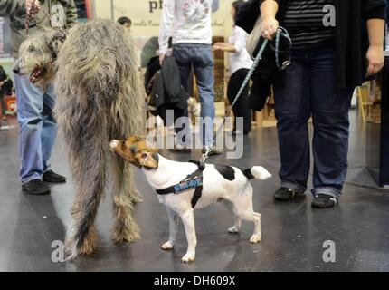 Berlin, Deutschland. 1. November 2013. Irischer Wolfshund "Rüdiger" (L) und der Parson Russell Terrier "Snoopy" treffen auf das Tier-Messe in Berlin, Deutschland, 1. November 2013. Die Messe findet statt vom 01 bis 03 November. Foto: BRITTA PEDERSEN/Dpa/Alamy Live News Stockfoto
