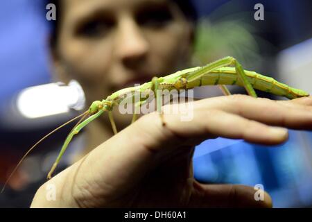 Berlin, Deutschland. 1. November 2013. Eine Gespenst Insekt sitzt ein Besucher einerseits an das Haustier Messe in Berlin, Deutschland, 1. November 2013. Die Messe findet statt vom 01 bis 03 November. Foto: BRITTA PEDERSEN/Dpa/Alamy Live News Stockfoto