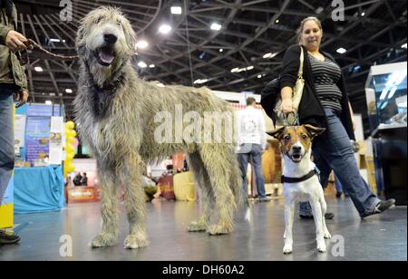 Berlin, Deutschland. 1. November 2013. Irischer Wolfshund "Rüdiger" (L) und der Parson Russell Terrier "Snoopy" treffen auf das Tier-Messe in Berlin, Deutschland, 1. November 2013. Die Messe findet statt vom 01 bis 03 November. Foto: BRITTA PEDERSEN/Dpa/Alamy Live News Stockfoto