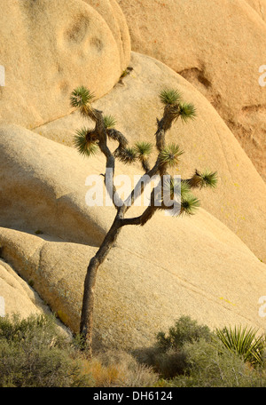 Joshua Tree (Yucca Brevifolia) vor einer Monzogranite Felsformation, Jumbo Rocks, Joshua Tree National Park, Mojave-Wüste Stockfoto