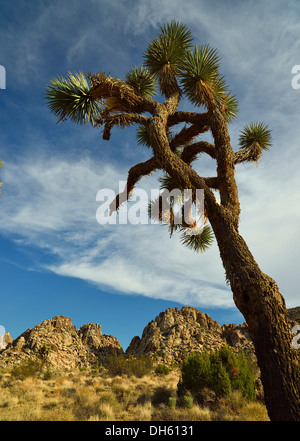 Joshua Tree (Yucca Brevifolia), Joshua Tree National Park, Mojave-Wüste, Kalifornien, USA Stockfoto