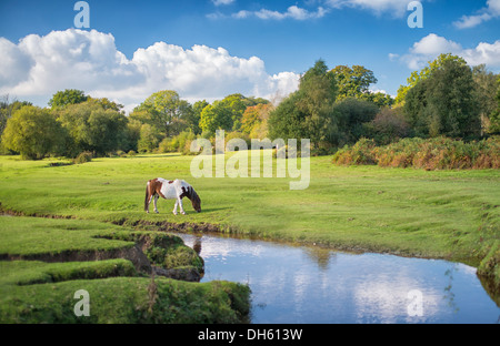 Braun und weiß getuppelte Pferde grasen auf einem grünen Feld mit Bäumen dahinter, blauem Himmel und flauschigen weißen Wolken darüber mit Fluss durch die Mitte Stockfoto