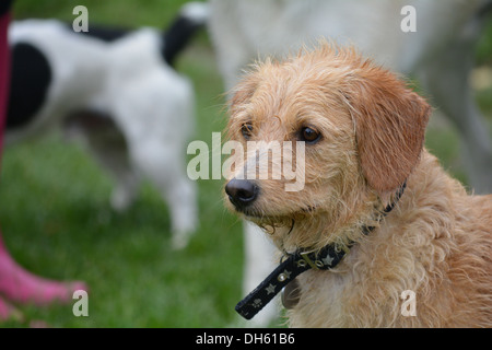 Nassem Hund nach dem Schwimmen im See. Stockfoto