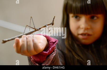 Berlin, Deutschland. 1. November 2013. Leonie (4) hält ein Pferd Kopf Grashüpfer auf das Haustier Messe in Berlin, Deutschland, 1. November 2013. Die Messe findet statt vom 01 bis 03 November. Foto: BRITTA PEDERSEN/Dpa/Alamy Live News Stockfoto