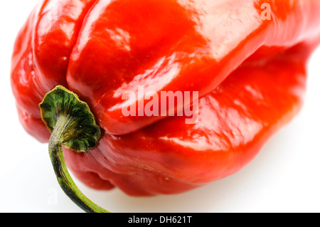 Ein Scotch Bonnet Chili-Pfeffer Stockfoto