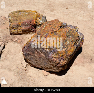 Versteinerte Bäume, fossiles Holz, Querschnitt, Petrified Forest State Park, Utah, Südwesten der USA, USA Stockfoto