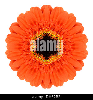 Orange Mandala Gerbera Blume Kaleidoskop, Isolated on White Background Stockfoto