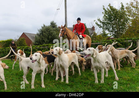 Queniborough, Leicestershire, UK.  1. November 2103. Quorn Jäger Peter Collins und seinen Hunden in traditionellen Saison der Jagd treffen am Queniborough. Bildnachweis: Nico Morgan/Alamy Live-Nachrichten Stockfoto