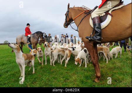 Queniborough, Leicestershire, UK.  1. November 2103. Quorn Jäger Peter Collins und seinen Hunden in traditionellen Saison der Jagd treffen am Queniborough. Bildnachweis: Nico Morgan/Alamy Live-Nachrichten Stockfoto