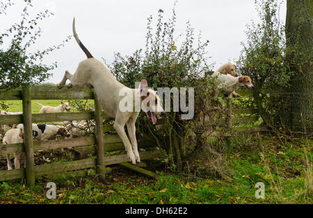 Queniborough, Leicestershire, UK.  1. November 2103. Quorn Hunt Foxhounds zeigen ihre Beweglichkeit bei ihrem Treffen am 1. November, traditionelle Beginn der Jagdsaison Fuchs. Bildnachweis: Nico Morgan/Alamy Live-Nachrichten Stockfoto