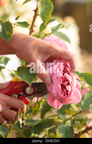 Frau tot Rubrik Rosen Stockfoto