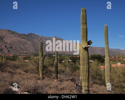 Gegen die Bacdrop der Santa Catalina Mountains wachsen Giant Saguaro Kakteen wild entlang einer Straße in Tucson, Arizona, USA Stockfoto