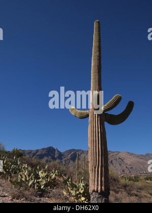 Gegen die Bacdrop der Santa Catalina Mountains wachsen Giant Saguaro Kakteen wild entlang einer Straße in Tucson, Arizona, USA Stockfoto