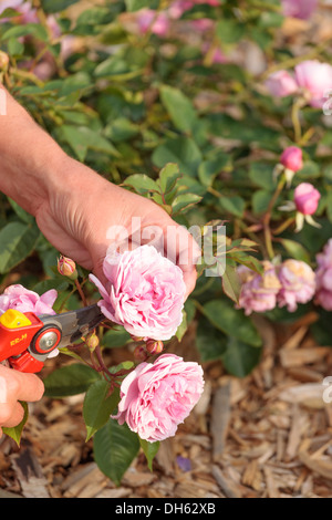 Frau tot Rubrik Rosen Stockfoto