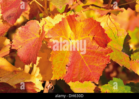 Deutschland, Baden-Württemberg: Weinblätter mit warmen Herbstfarben Weinsberg Weinberge in der letzten Oktober-Sonne Stockfoto