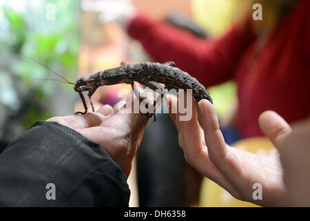 Berlin, Deutschland. 1. November 2013. Eine Gespenst Insekt sitzt ein Besucher einerseits an das Haustier Messe in Berlin, Deutschland, 1. November 2013. Die Messe findet statt vom 01 bis 03 November. Foto: BRITTA PEDERSEN/Dpa/Alamy Live News Stockfoto