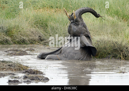 Junger Elefant spielt in einem Wasserbecken. Stockfoto