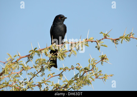 Eine südliche Schwarze Flycatcher in Kgalagadi Transfrontier Park, Südafrika Stockfoto