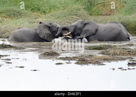 Junge Elefanten spielen in einem Wasserbecken. Stockfoto