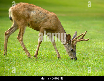 Maultier-Rotwild oder schwarz - angebundene Rotwild (Odocoileus Hemionus), Buck, Capitol Reef National Park, Utah, Südwesten Stockfoto