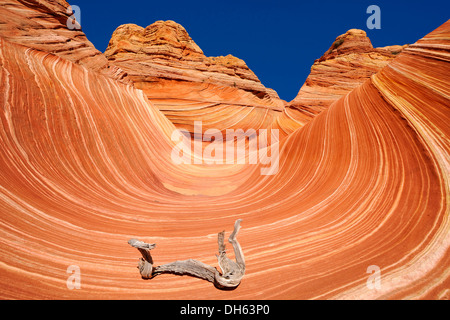 Die Welle, gebändert erodiert Navajo Sandsteinfelsen mit Liesegang Bands oder Liesegang-Ringe, North Coyote Buttes, CBN, Pareah Paria Stockfoto