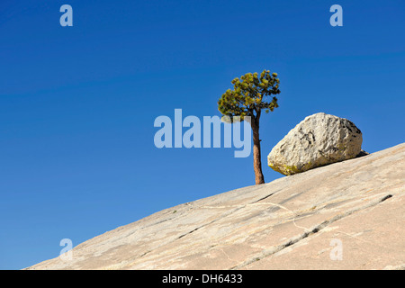 Einsame Great Basin Bristlecone Kiefer (Pinus Longaeva), langlebige Arten, neben Granitfelsen auf einem Plateau, Olmsted Point Stockfoto
