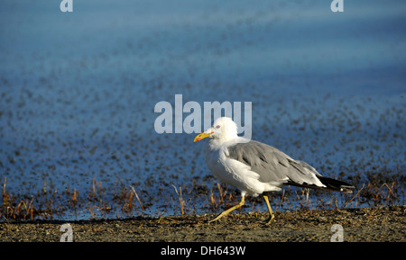 Kalifornien Gull (Larus Argentatus Californicus) Fütterung auf Brine Shrimps (Artemia Monica), fliegt umgeben von Shore (Ephydra Stockfoto