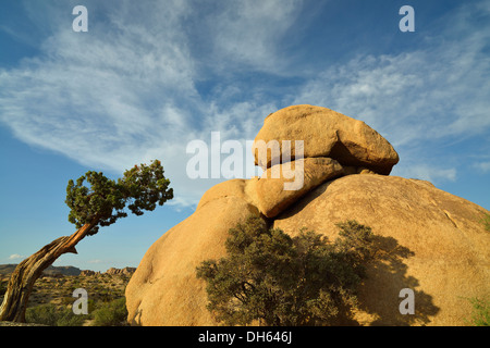 Die Kaninchen, ein Monzogranite rock Formation, Joshua Tree National Park, Utah-Wacholder (Juniperus Osteosperma), Jumbo Rocks Stockfoto