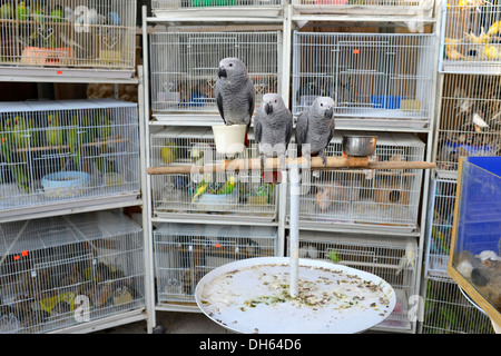 Papageien, Käfige, pet-Markt, al Souq Waqif, ältesten Souk oder Basar im Land, Doha, Doha, Katar Stockfoto