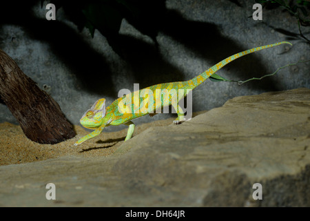 Jemen Chamäleon (Chamaeleo Calyptratus), ursprünglich aus Jemen, Saudi-Arabien, Stuttgart, Baden-Württemberg, Deutschland Stockfoto