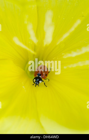 Evening Primrose [Oenothera Spp] in Nahaufnahme im Inneren Blume mit Seven-Spot Ladybird England UK Juli Stockfoto