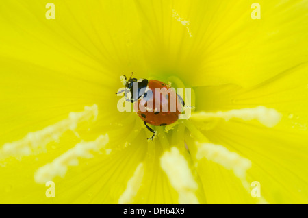 Evening Primrose [Oenothera Spp] Nahaufnahme im Inneren Blume mit Seven-Spot Ladybird England UK Juli. Marienkäfer Pollen Essen Stockfoto