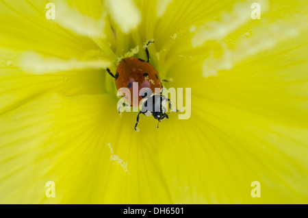 Evening Primrose [Oenothera Spp] in Nahaufnahme im Inneren Blume mit Seven-Spot Ladybird England UK Juli Stockfoto