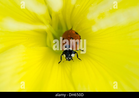Evening Primrose [Oenothera Spp] in Nahaufnahme im Inneren Blume mit Seven-Spot Ladybird England UK Juli Stockfoto