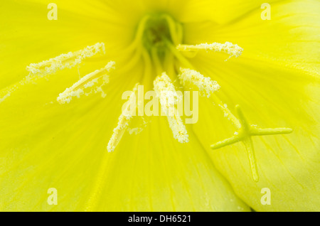 Evening Primrose [Oenothera Spp] in Nahaufnahme im Inneren Blume Stockfoto