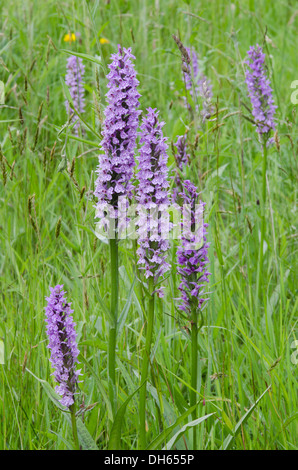 Gemeinsame gefleckte Orchideen [Dactylorhiza Fuchsii] hybridisiert mit südlichen Marsh Orchideen [Dactylorhiza Praetermissa] Sussex, UK. Stockfoto