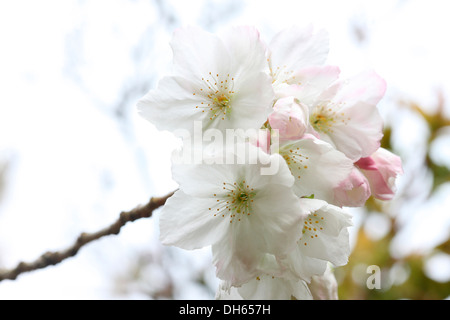 einen Vorgeschmack auf den Frühling, schöne Cluster von großen weißen Kirschblüten Tai Haku Jane Ann Butler Fotografie JABP1018 Stockfoto