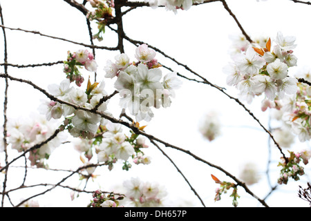 einen Vorgeschmack auf den Frühling, schöne Cluster von großen weißen Kirschblüten Tai Haku Jane Ann Butler Fotografie JABP1019 Stockfoto