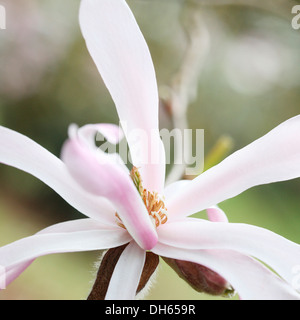 Beginn der Frühjahrssaison öffnen rosa Magnolien blühen Jane Ann Butler Fotografie JABP1028 Stockfoto
