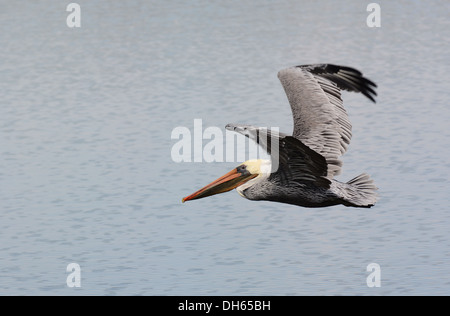 Braune Pelikane Pelecanus Occidentalis, entlang der südlichen und westlichen Küsten Leben und sind selten im Landesinneren. Stockfoto