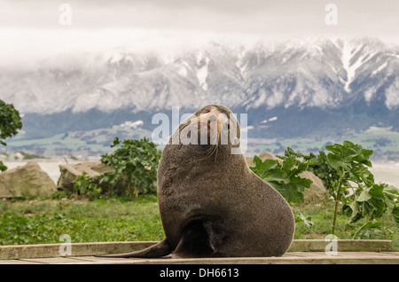 New Zealand Seebär, Kaikoura, Neuseeland Stockfoto