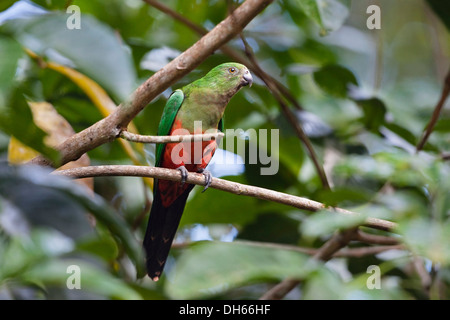 Australische König-Papagei (Alisterus Scapularis), Weiblich, Regenwald, Atherton Tablelands, Queensland, Australien Stockfoto