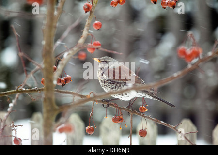Wacholderdrossel (Turdus Pilaris) thront auf einem Zierapfel-Baum in einem Garten im Schnee