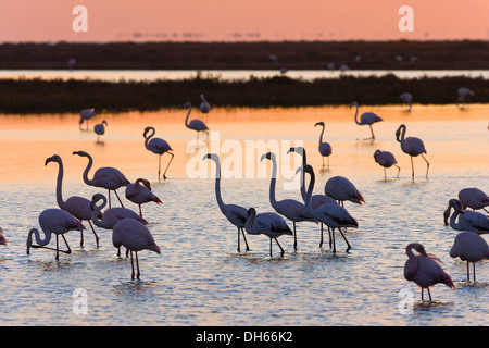 Amerikanische Flamingos (Phoenicopterus Ruber) bei Sonnenaufgang, Camargue, Südfrankreich, Frankreich, Europa Stockfoto