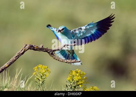 Blauracke (Coracias Garrulus) nähert sich Barsch, Bulgarien, Europa Stockfoto