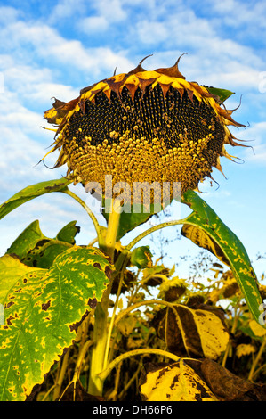 Reifung Sonnenblume - Indre-et-Loire, Frankreich. Stockfoto