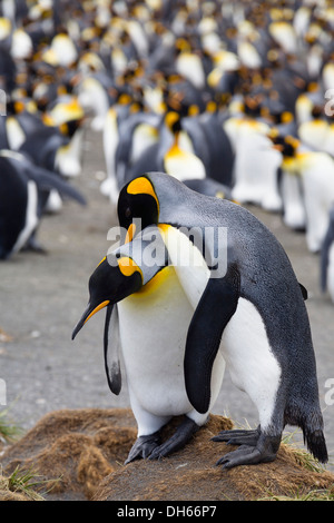 Königspinguine (Aptenodytes Patagonicus), paar in Balz, Gold Harbour, Südgeorgien, Antarktis Stockfoto