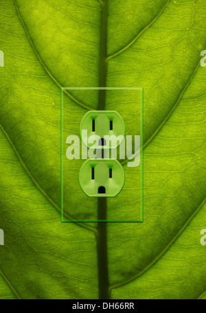 Nahaufnahme eines Blattes Grünpflanze mit grünen farbigen Steckdosen hinzugefügt. Stockfoto